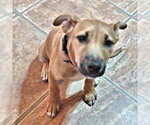 Small #1 Labrador Retriever