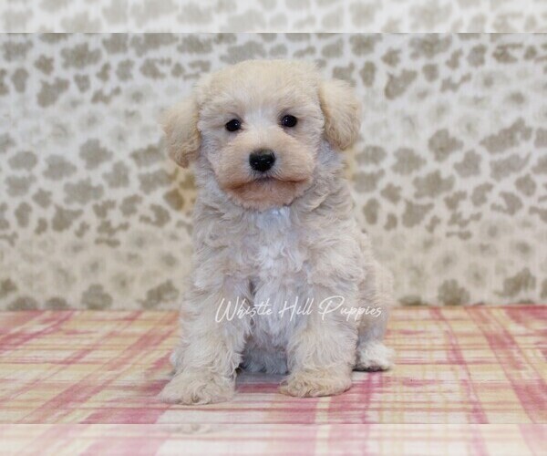 Medium Photo #3 Schnoodle (Miniature) Puppy For Sale in DENVER, PA, USA