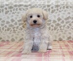 Small Photo #3 Schnoodle (Miniature) Puppy For Sale in DENVER, PA, USA