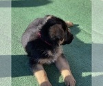 Small #1 German Shepherd Dog