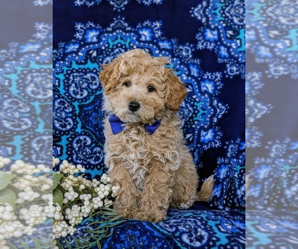 Medium Photo #1 Bichpoo Puppy For Sale in CHRISTIANA, PA, USA