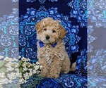 Small Photo #1 Bichpoo Puppy For Sale in CHRISTIANA, PA, USA