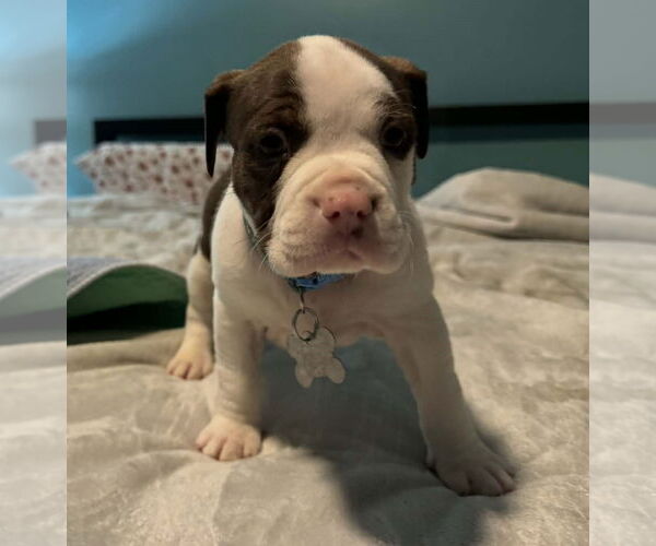 Medium Photo #2 Bull-Boxer Puppy For Sale in Holly Springs, NC, USA