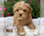 Small #5 Cavapoo