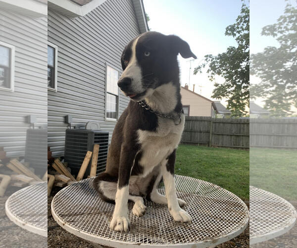 Medium Photo #2 Labsky Puppy For Sale in Columbus, IN, USA