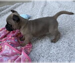 Small Photo #3 Pug-Unknown Mix Puppy For Sale in Corona, CA, USA