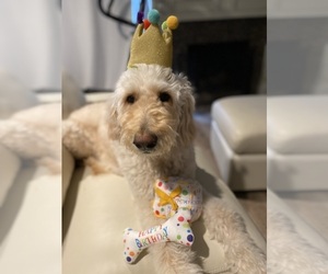Mother of the Goldendoodle puppies born on 05/02/2025