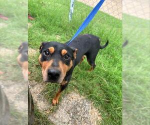 Labrador Retriever-Unknown Mix Dogs for adoption in Grand Prairie, TX, USA