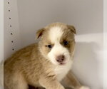 Small #5 Labrador Retriever Mix