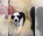 Small Photo #1 Australian Shepherd Puppy For Sale in MOUNT VERNON, IA, USA