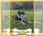 Small #2 Border Collie Mix