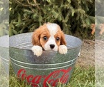 Small #3 Cavalier King Charles Spaniel-Miniature Bernedoodle Mix
