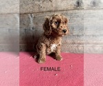 Small Photo #5 Goldendoodle (Miniature) Puppy For Sale in VERMONTVILLE, MI, USA