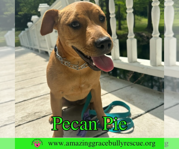 Medium Photo #5 Mutt Puppy For Sale in Pensacola, FL, USA