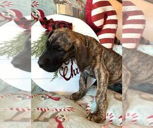 Great Dane Puppy for sale in ABILENE, TX, USA