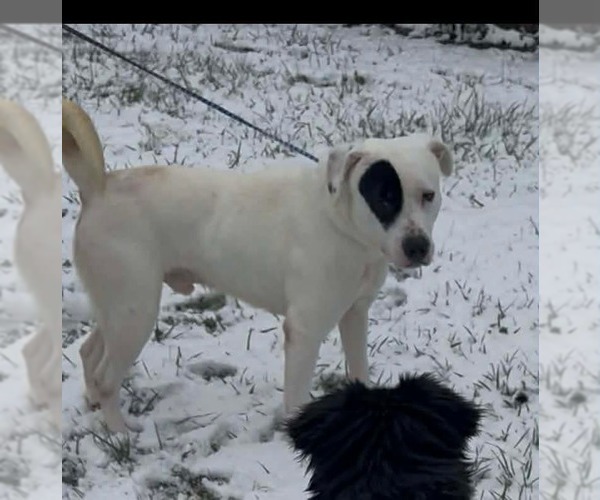 Medium Photo #3 Boxador Puppy For Sale in Westwood, NJ, USA