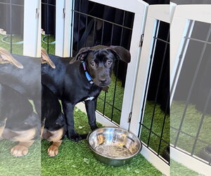 Labrador Retriever-Unknown Mix Dogs for adoption in Sanford, FL, USA