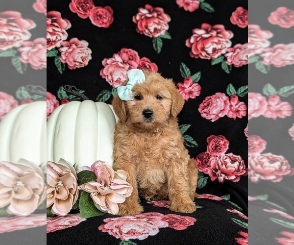Medium Photo #4 Miniature Labradoodle Puppy For Sale in QUARRYVILLE, PA, USA