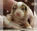Small Photo #1 Miniature Australian Shepherd Puppy For Sale in HILLIARD, OH, USA