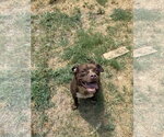 Small #5 American Staffordshire Terrier-Colonial Cocker Spaniel Mix