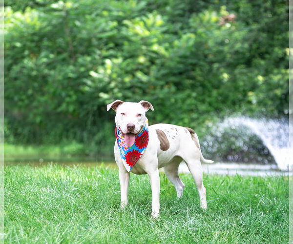 Medium Photo #4 Mutt Puppy For Sale in Unionville, PA, USA