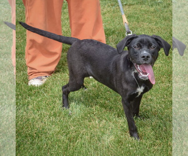 Medium Photo #10 German Shepherd Dog-Unknown Mix Puppy For Sale in Huntley, IL, USA