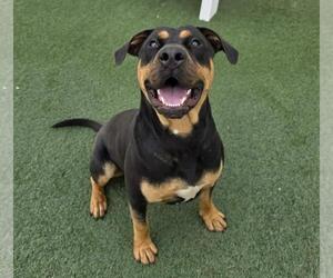 Wally-$75 Adoption Fee! Diamond Dog! - Male Rottweiler-Unknown Mix Dog for Adoption - Photo #3