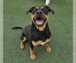 Small #2 Rottweiler Mix