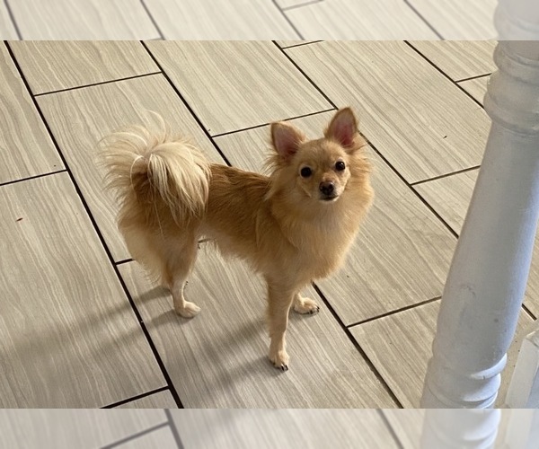 Medium Photo #1 Chiranian Puppy For Sale in KISSIMMEE, FL, USA