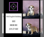 Small #4 English Bulldog