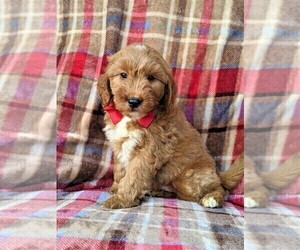 Goldendoodle Puppy for sale in OXFORD, PA, USA