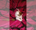 Small Photo #8 Shih-Poo Puppy For Sale in SAN ANTONIO, TX, USA
