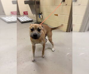 Mutt Dogs for adoption in Sanford, FL, USA