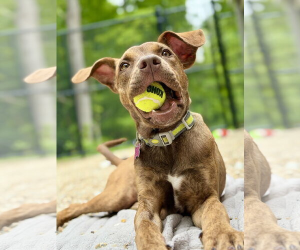 Medium Photo #2 Catahoula Leopard Dog-Unknown Mix Puppy For Sale in West Cornwall, CT, USA