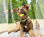 Small #1 Catahoula Leopard Dog Mix