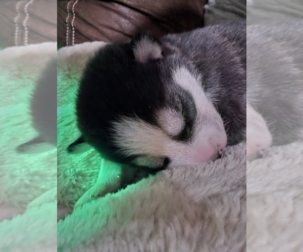 Medium Photo #23 Siberian Husky Puppy For Sale in ALTON, IL, USA