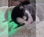 Small #21 Siberian Husky