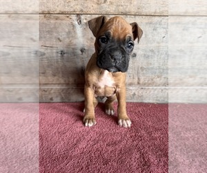 Boxer Puppy for sale in VERMONTVILLE, MI, USA