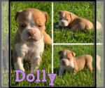Image preview for Ad Listing. Nickname: Dolly