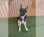 KOBY - Male Gerberian Shepsky Dog for Adoption - Small photo