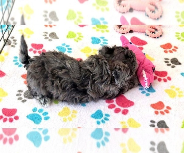 Medium Photo #12 Poovanese Puppy For Sale in ORO VALLEY, AZ, USA