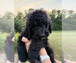 Puppy Puppy9 Pancake Bernedoodle