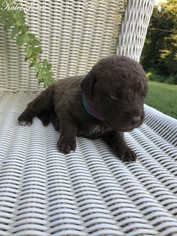 Chesapeake Bay Retriever Puppy for sale in TUSCALOOSA, AL, USA
