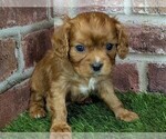 Small #9 Cavalier King Charles Spaniel