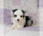 Small Photo #8 Miniature Australian Shepherd Puppy For Sale in HARRISON, OH, USA