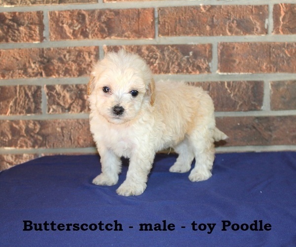 Medium Photo #1 Poodle (Toy) Puppy For Sale in CLARKRANGE, TN, USA