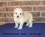 Small Poodle (Toy)