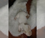 Puppy 2 American Bully-French Bulldog Mix