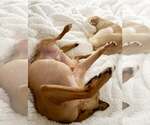 Small Photo #4 Chihuahua Puppy For Sale in Chester, NJ, USA