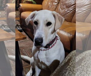 Labrador Retriever-Unknown Mix Dogs for adoption in Lexington Park, MD, USA